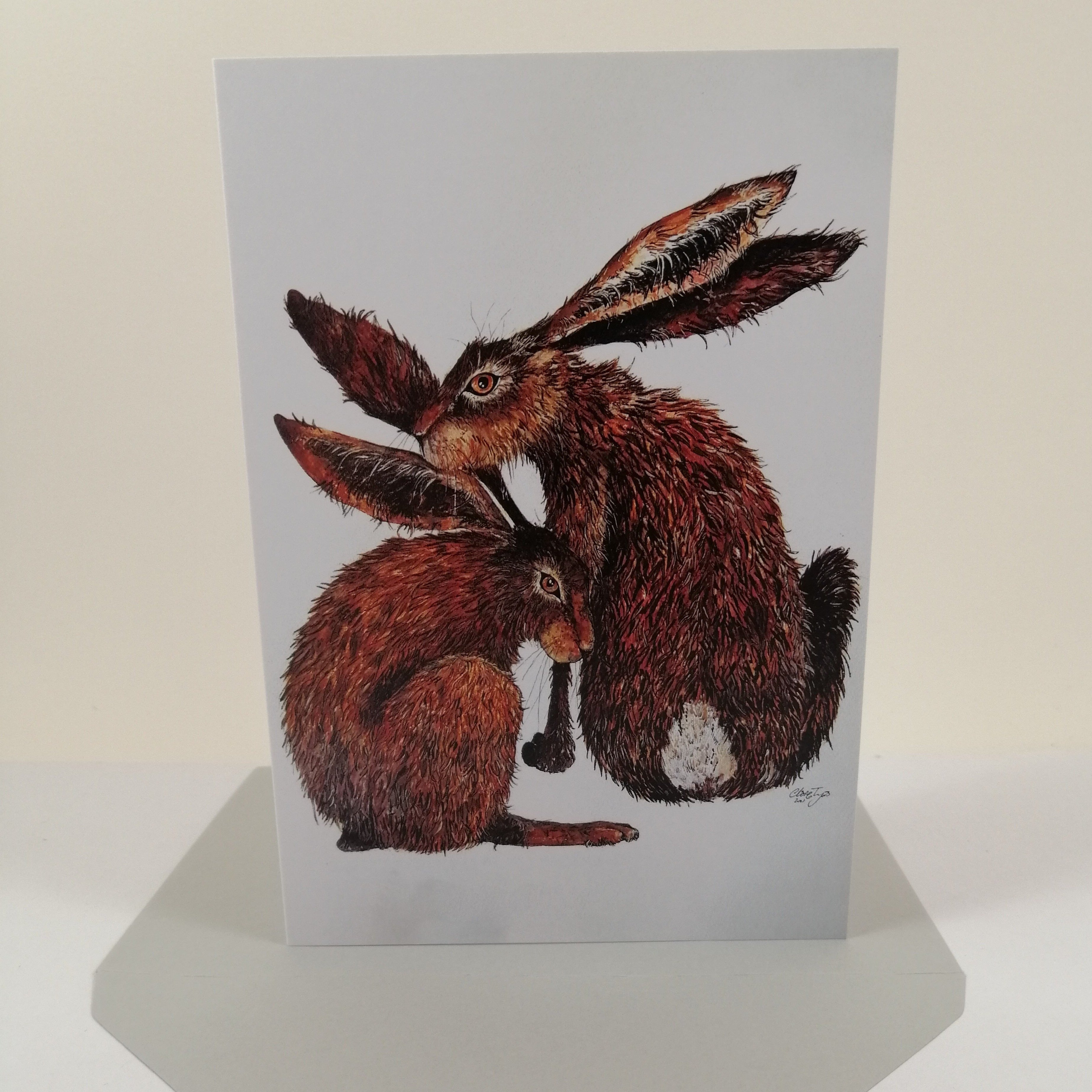 two hares cuddled up together