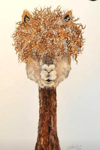 Brianna. The Alpaca.  A4 limited edition signed print.
